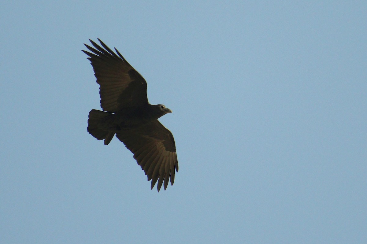 Corbeau à queue courte - ML616146863