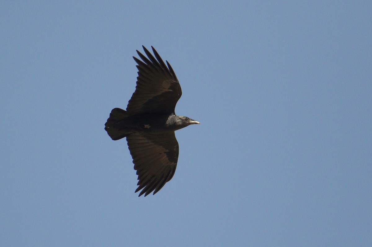 Corbeau à queue courte - ML616146866