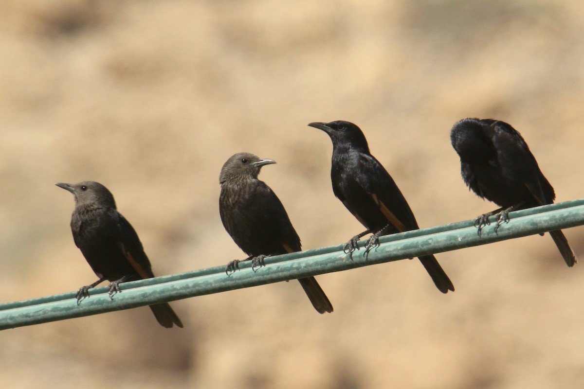 Tristram's Starling - Andrzej Kośmicki