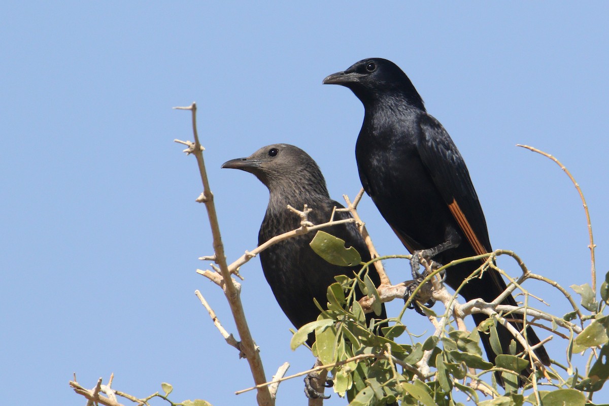 Tristram's Starling - ML616146869