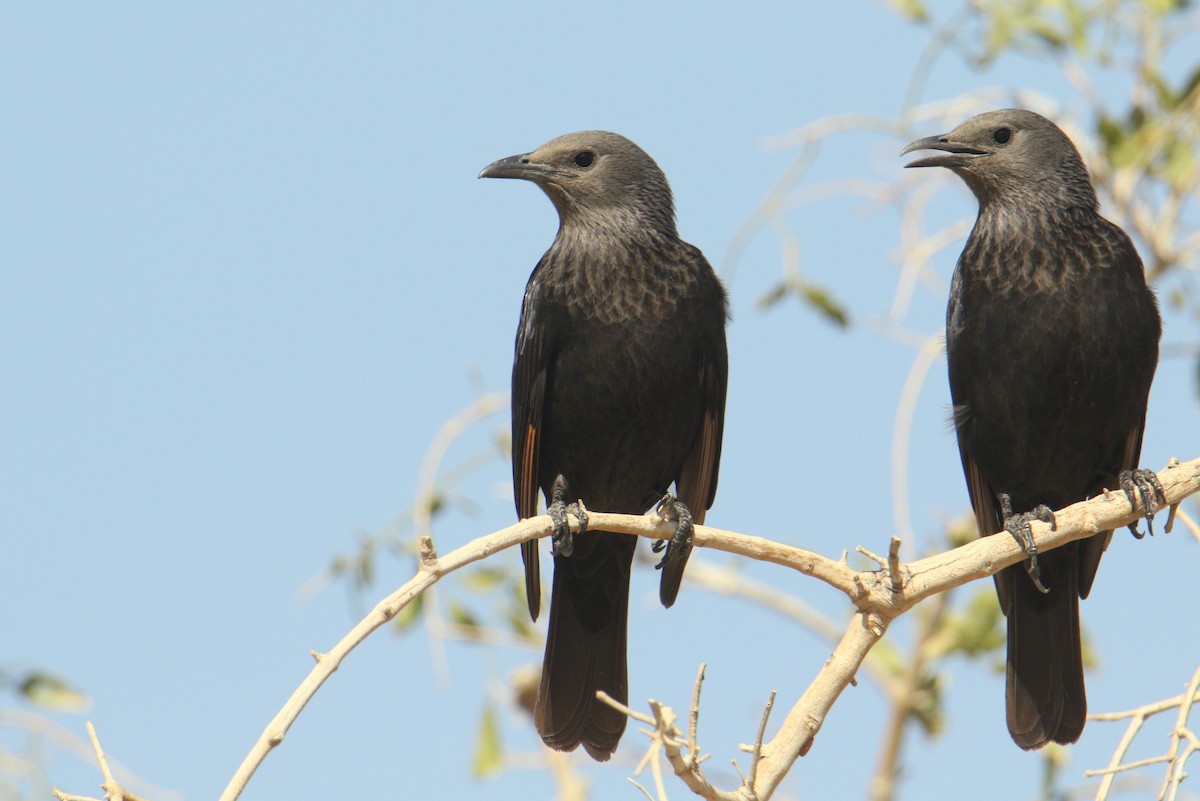 Tristram's Starling - ML616146881