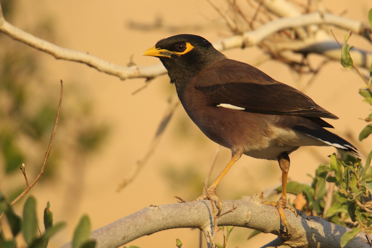 Common Myna - Andrzej Kośmicki