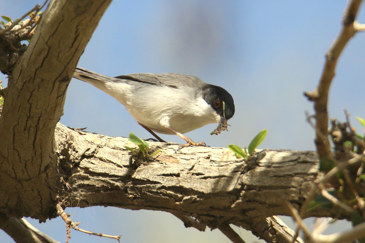 Curruca Cabecinegra - ML616146903