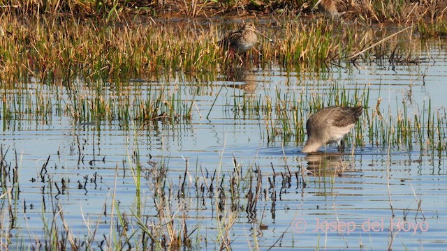 Black-tailed Godwit (limosa) - ML616146928