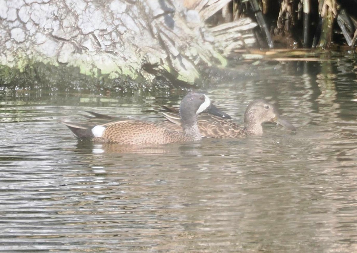 Blue-winged Teal - Conrad Dark