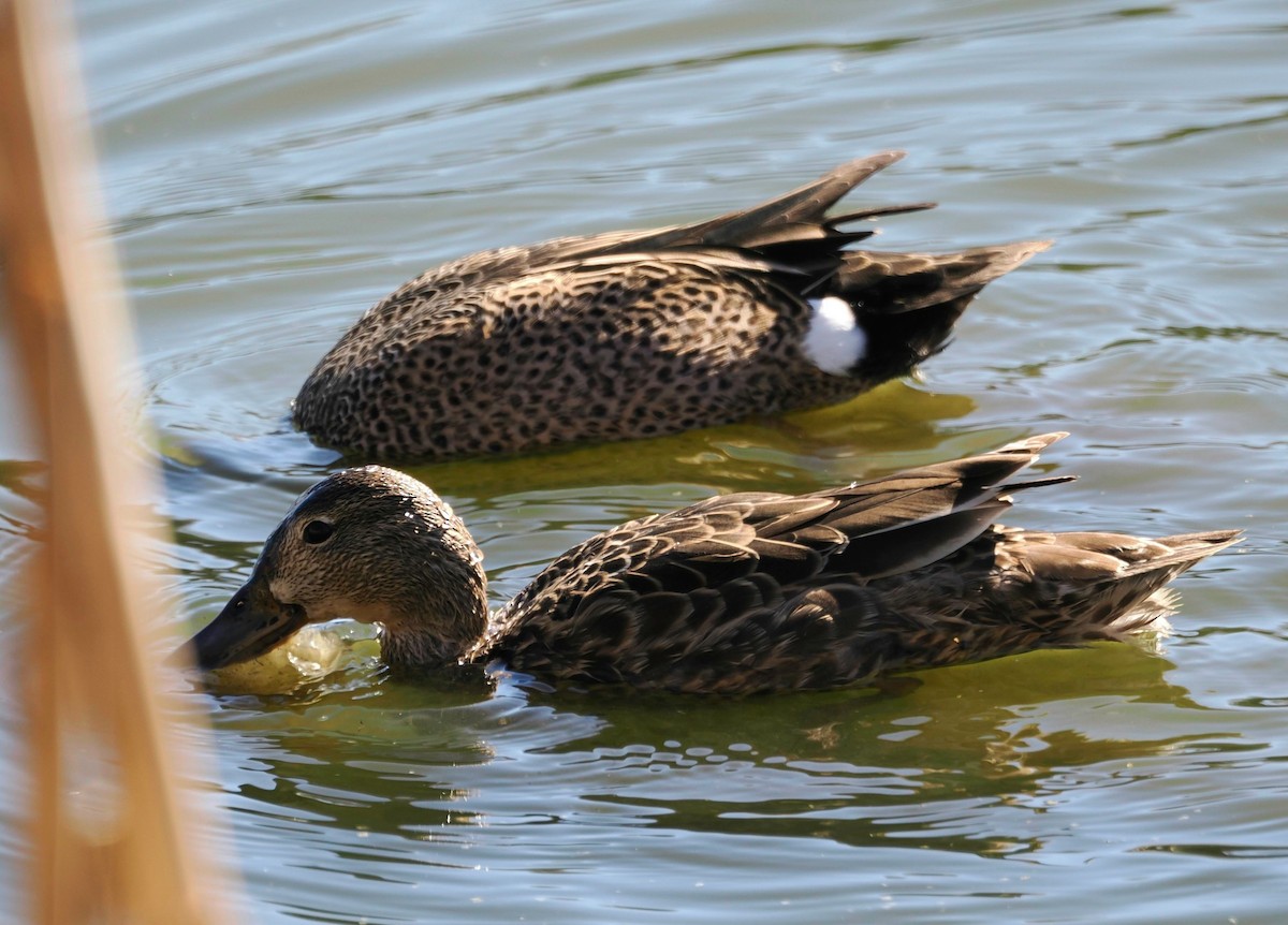 Blue-winged Teal - Conrad Dark