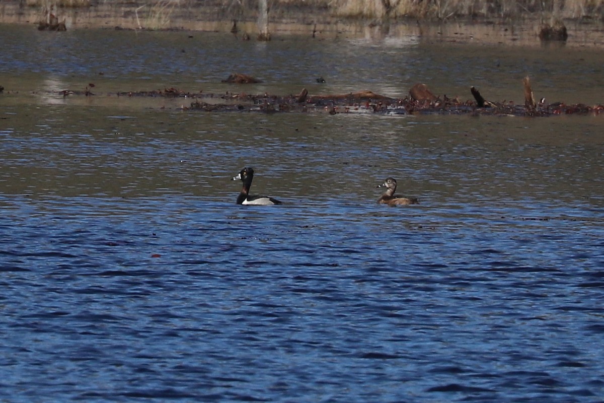 Ring-necked Duck - ML616146947