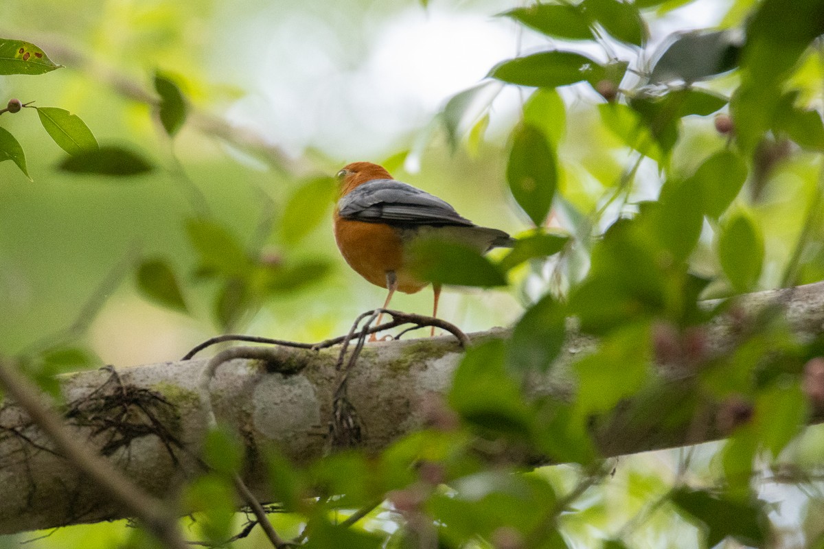 Orange-headed Thrush - Thanyarat Sukruan