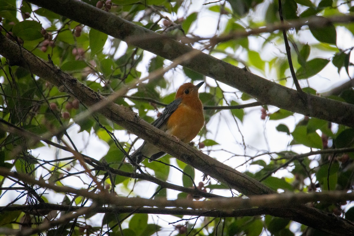 Orange-headed Thrush - Thanyarat Sukruan