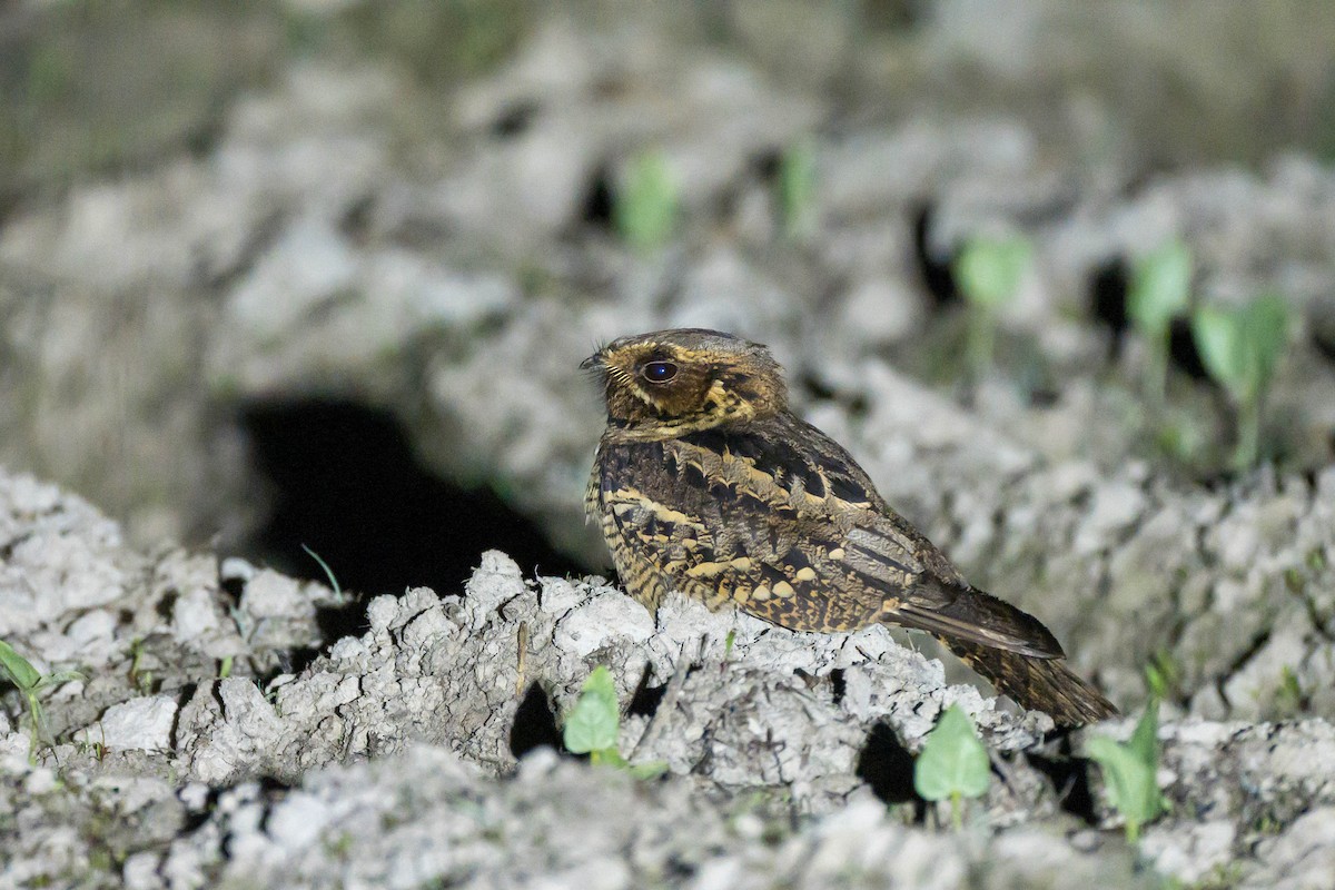 Large-tailed Nightjar - ML616146971