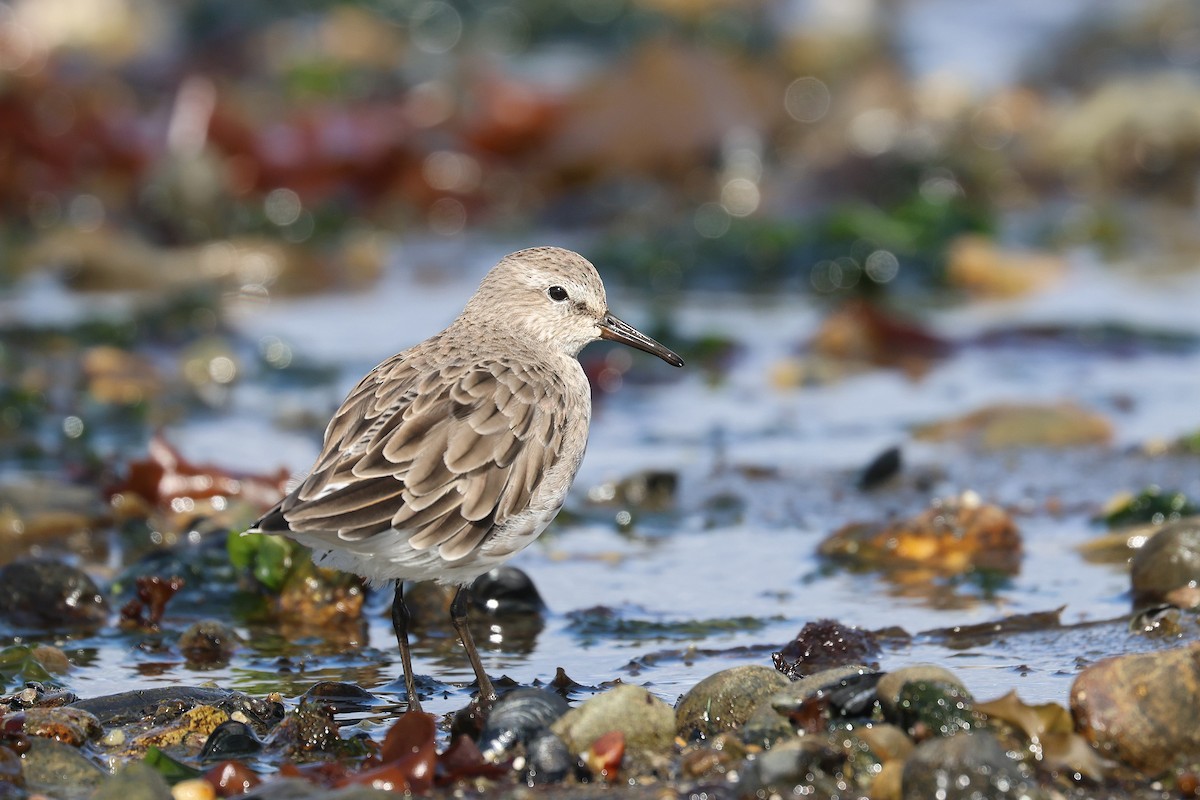 Weißbürzel-Strandläufer - ML616147027