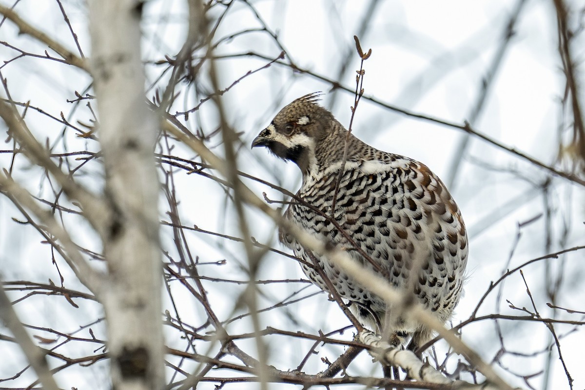 Hazel Grouse - ML616147064