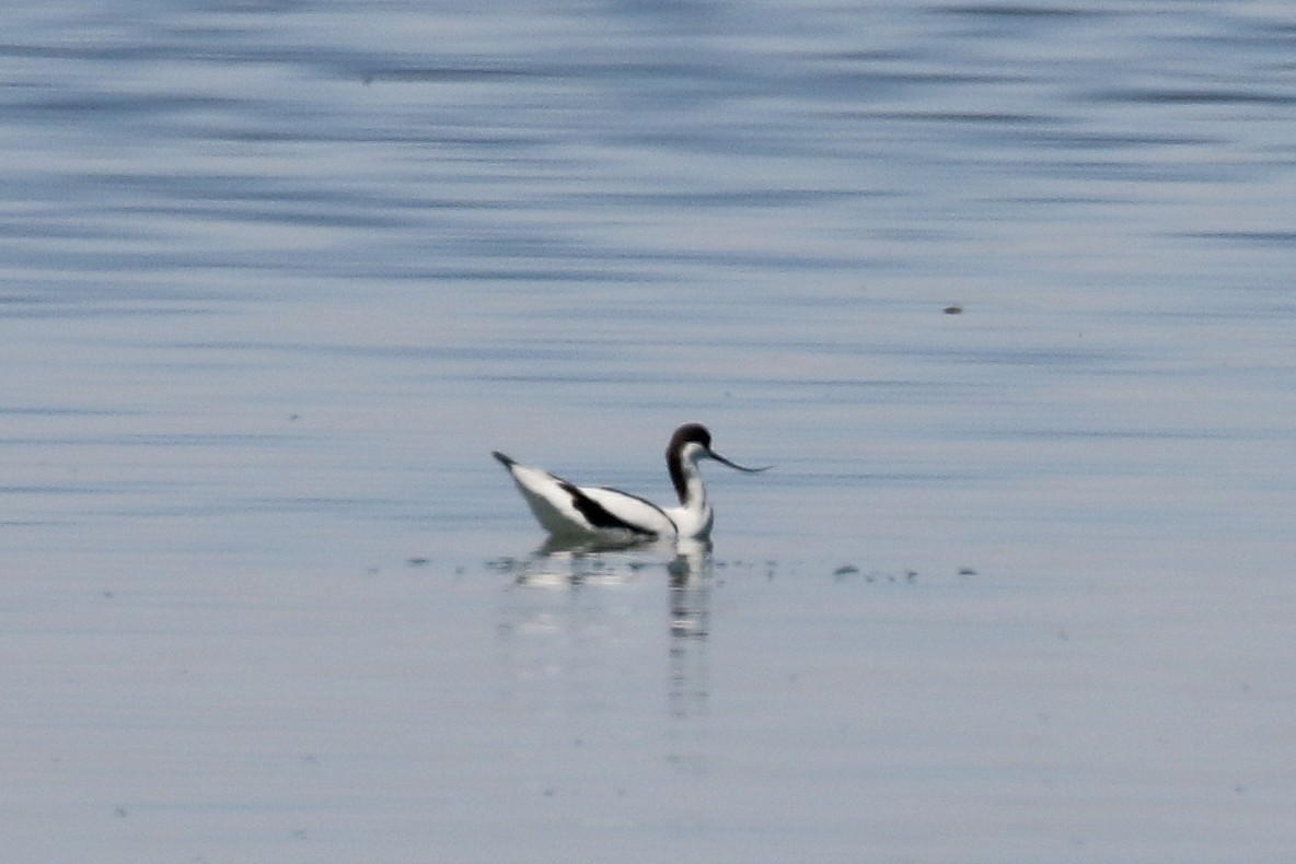 Avocette élégante - ML616147146