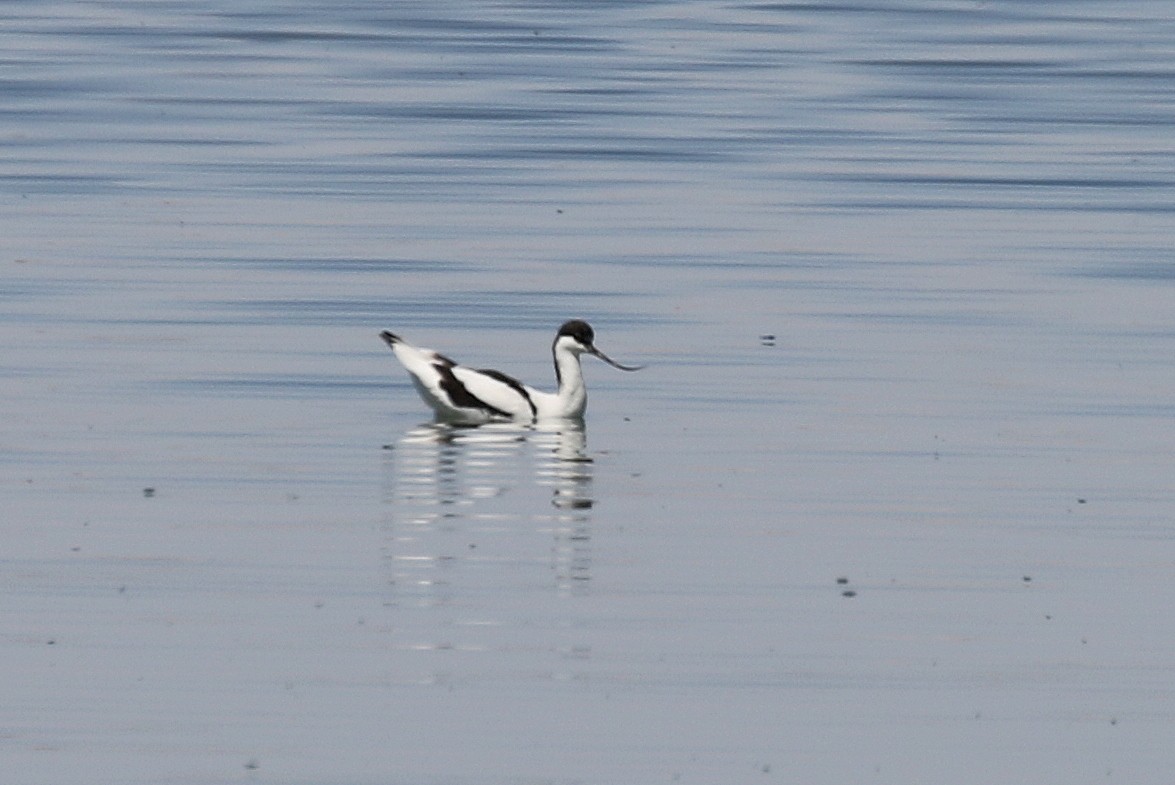 Avocette élégante - ML616147147