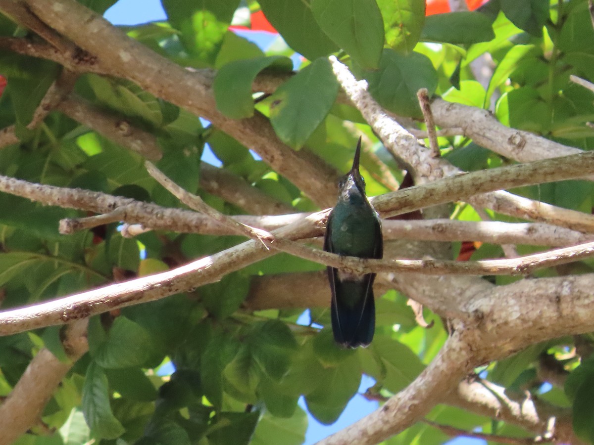 Mango Puertorriqueño Verde - ML616147272
