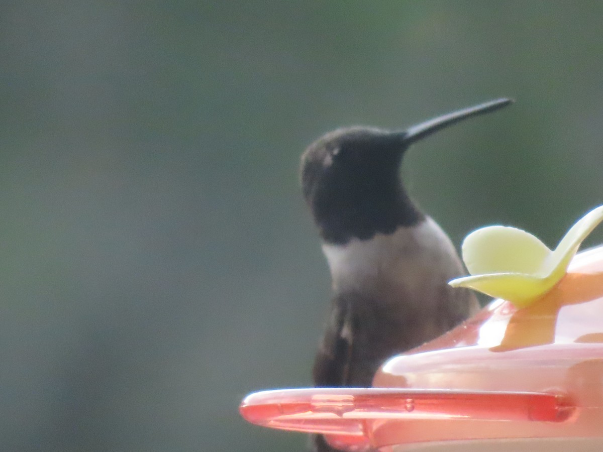 Black-chinned Hummingbird - Jo Roberts