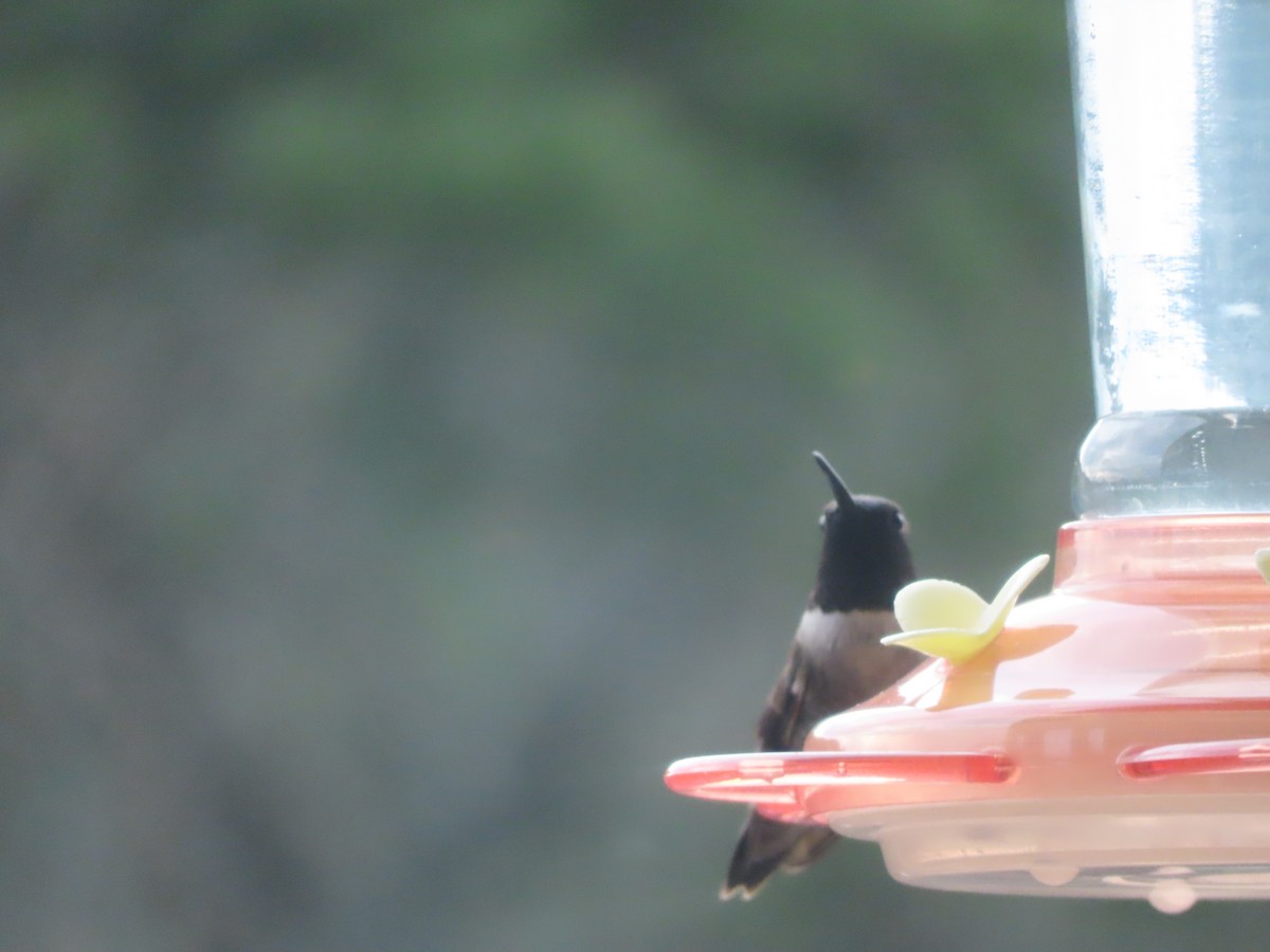 Black-chinned Hummingbird - Jo Roberts