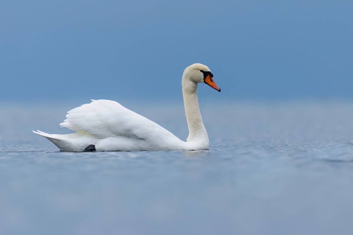 Mute Swan - Chris Venetz | Ornis Birding Expeditions