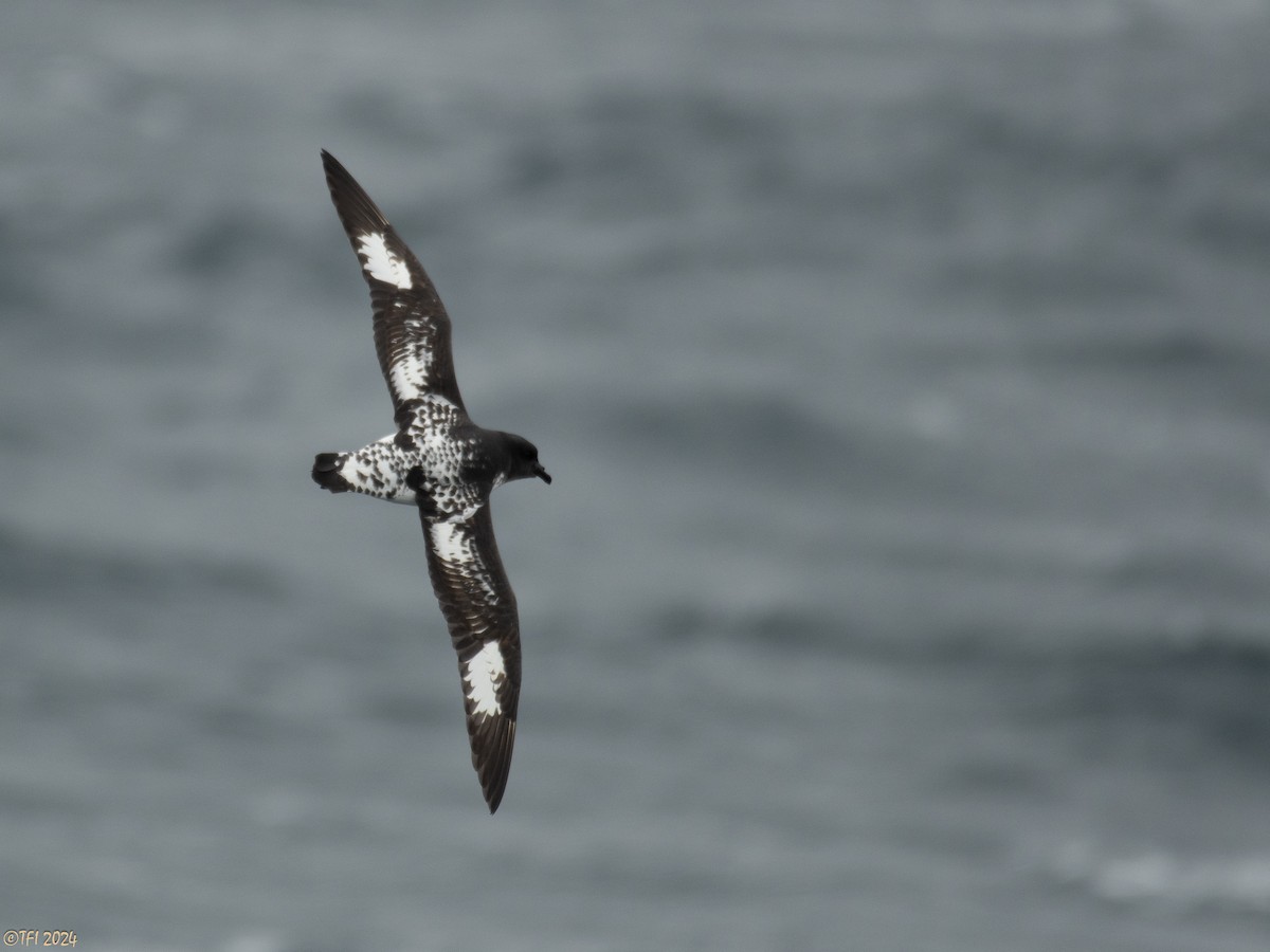 Cape Petrel (Antarctic) - ML616147380