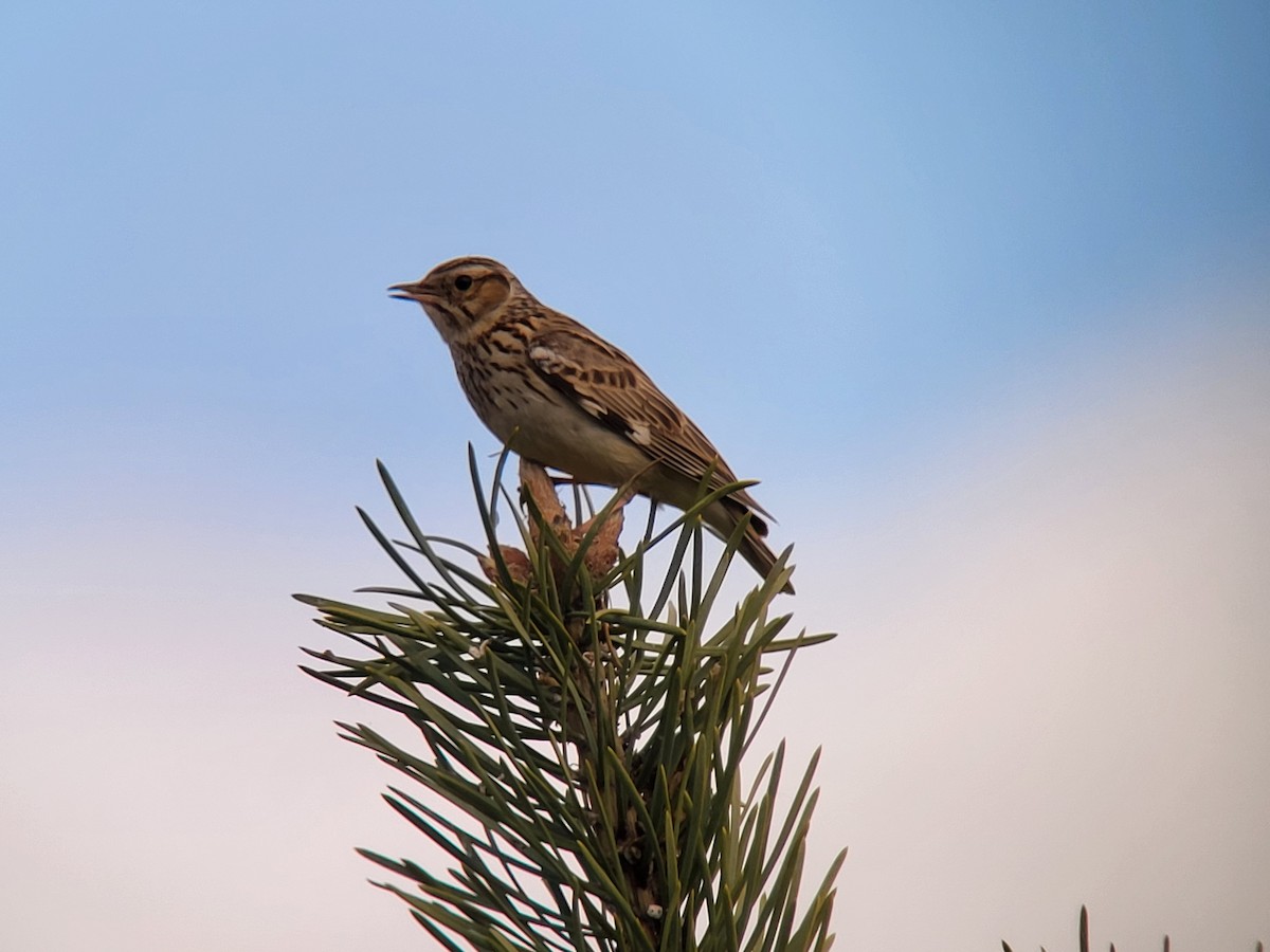 skřivan lesní - ML616147381