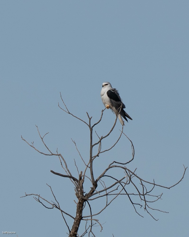White-tailed Kite - ML616147390