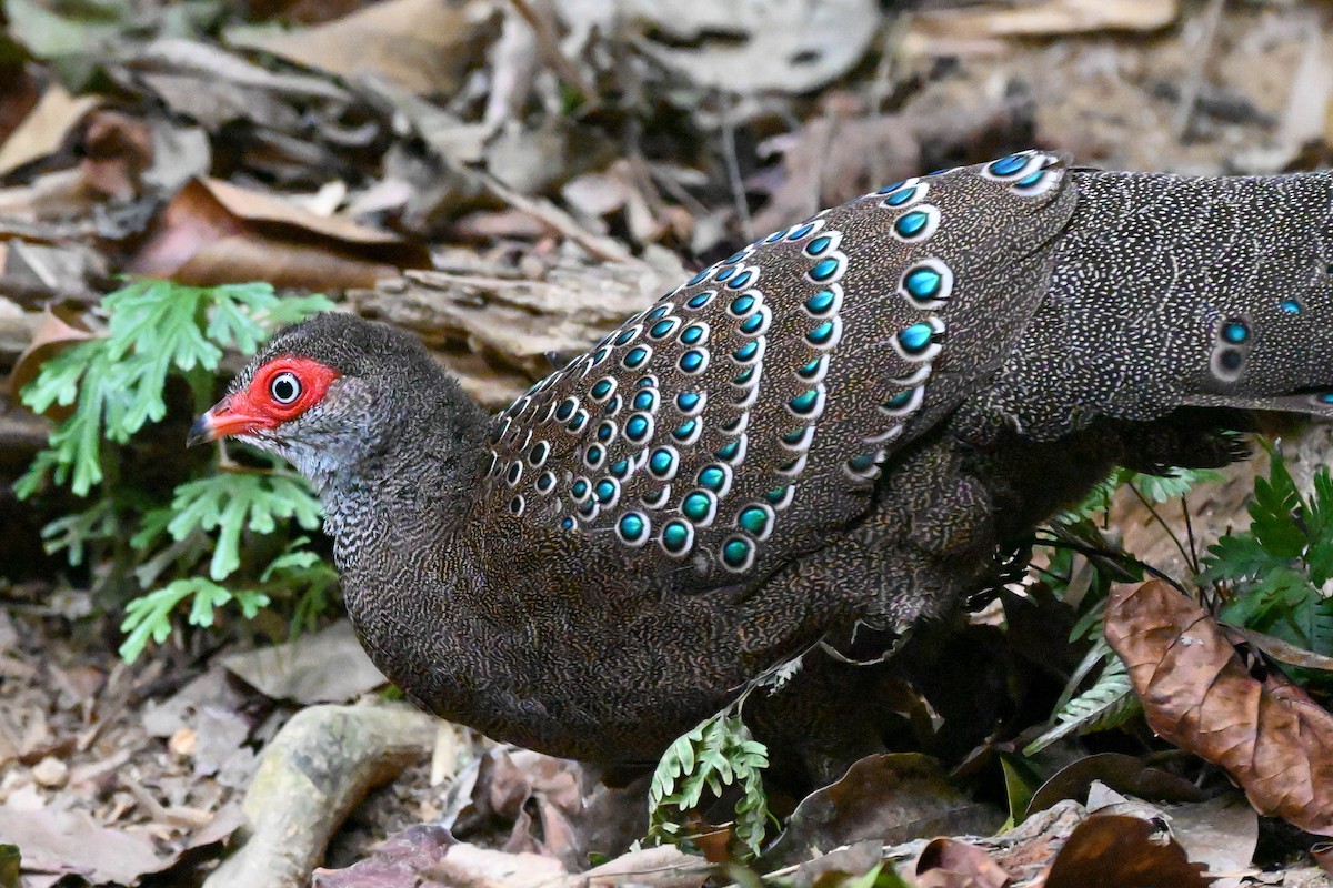 Hainan Peacock-Pheasant - ML616147403