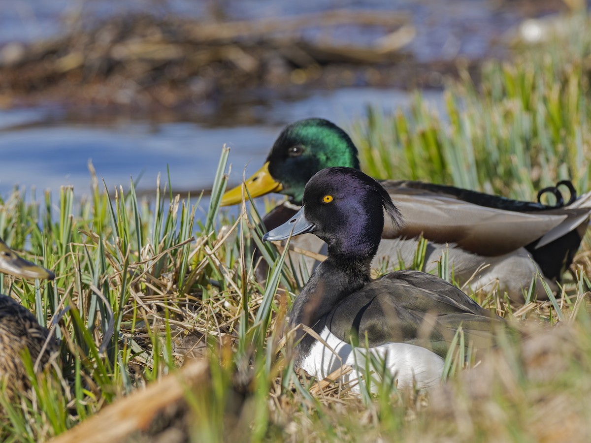 Tufted Duck - ML616147421