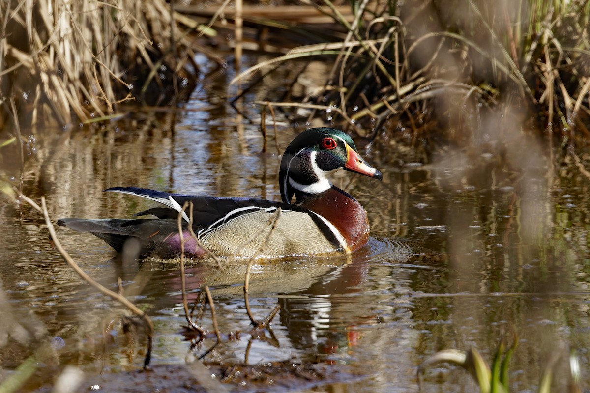Wood Duck - Donnie Coody