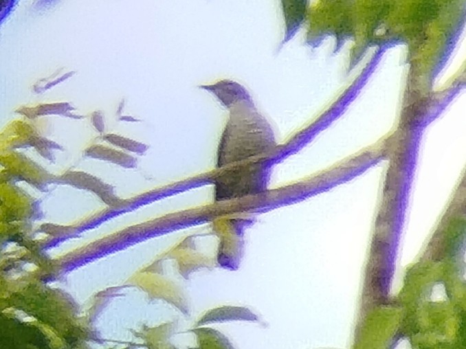 Lesser Cuckooshrike - Lars Mannzen