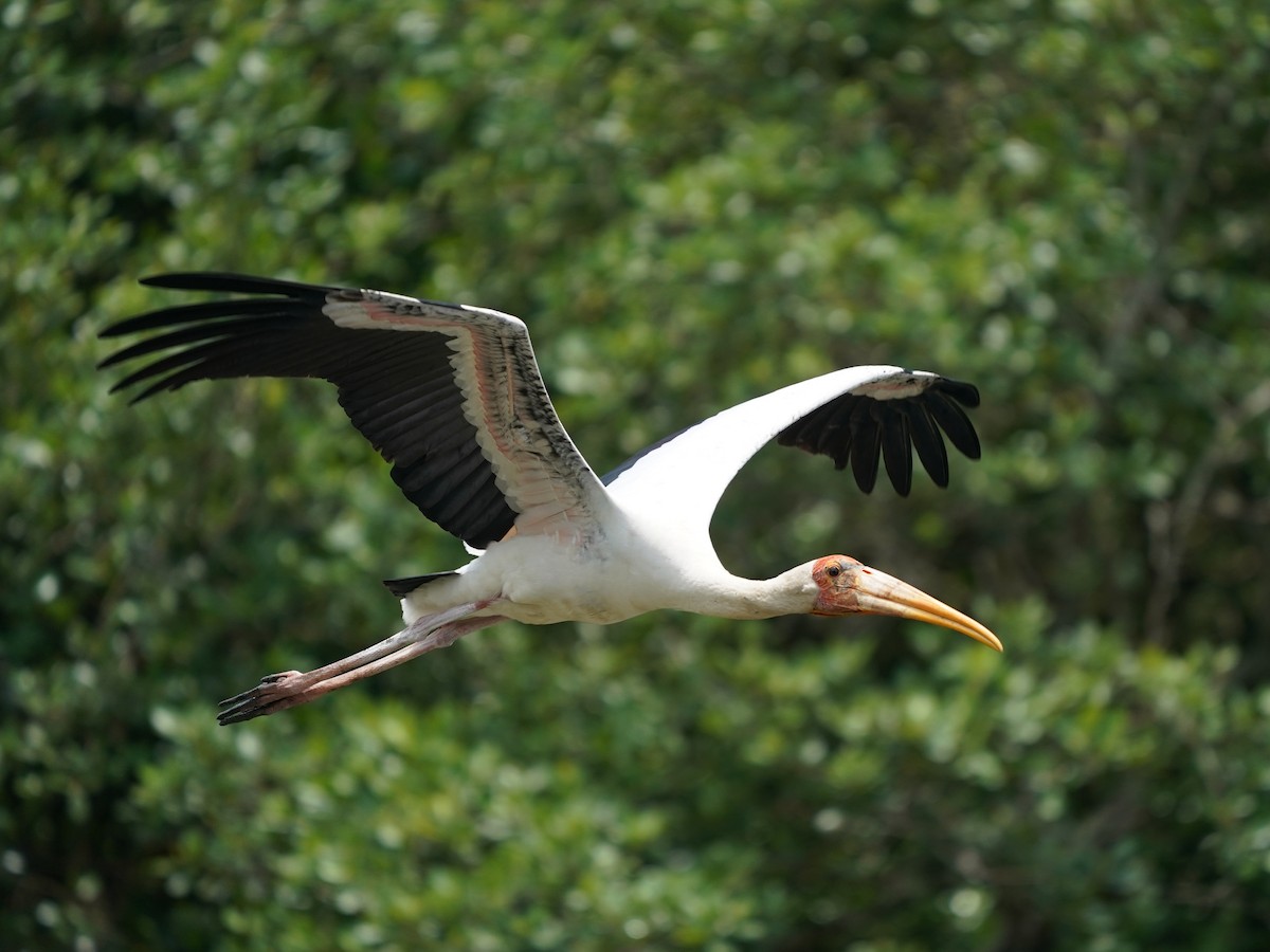 Milky Stork - Keng Keok Neo