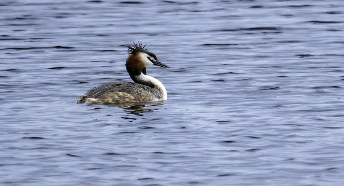 Great Crested Grebe - ML616147508
