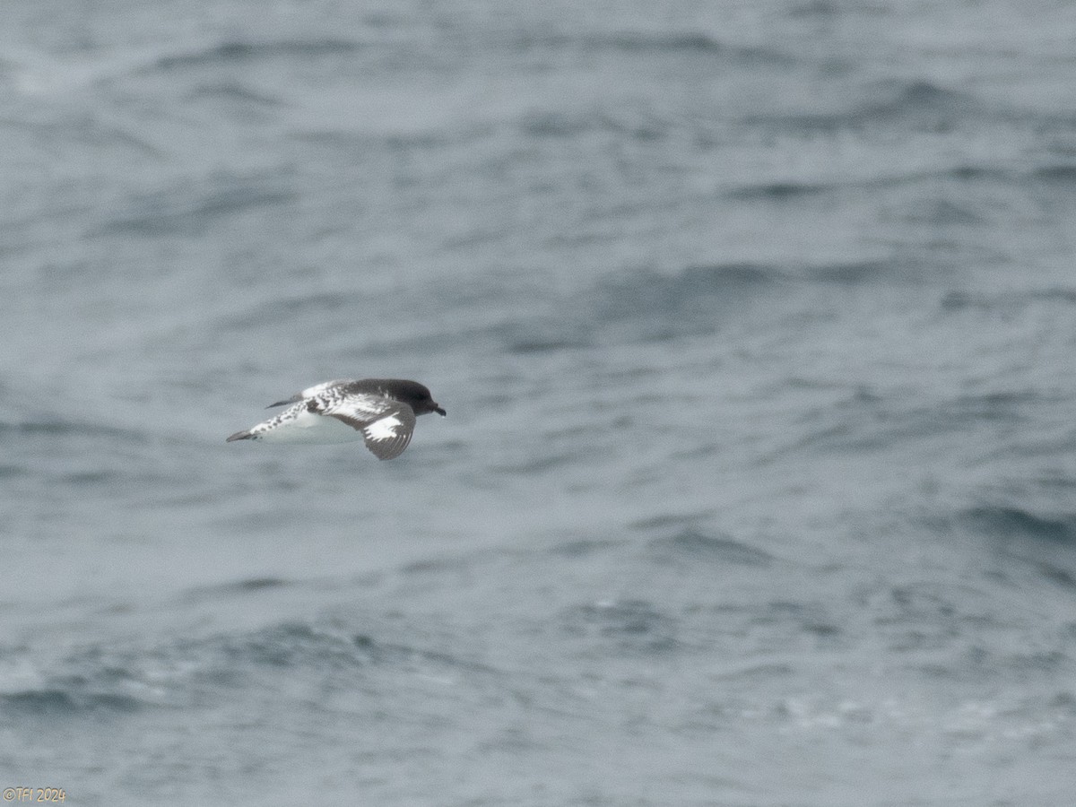 Cape Petrel (Antarctic) - ML616147518