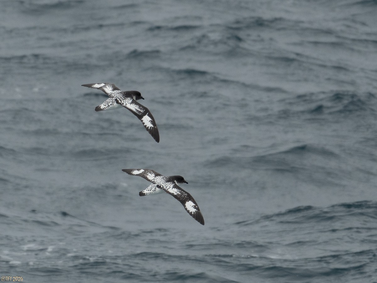 Cape Petrel (Antarctic) - ML616147525