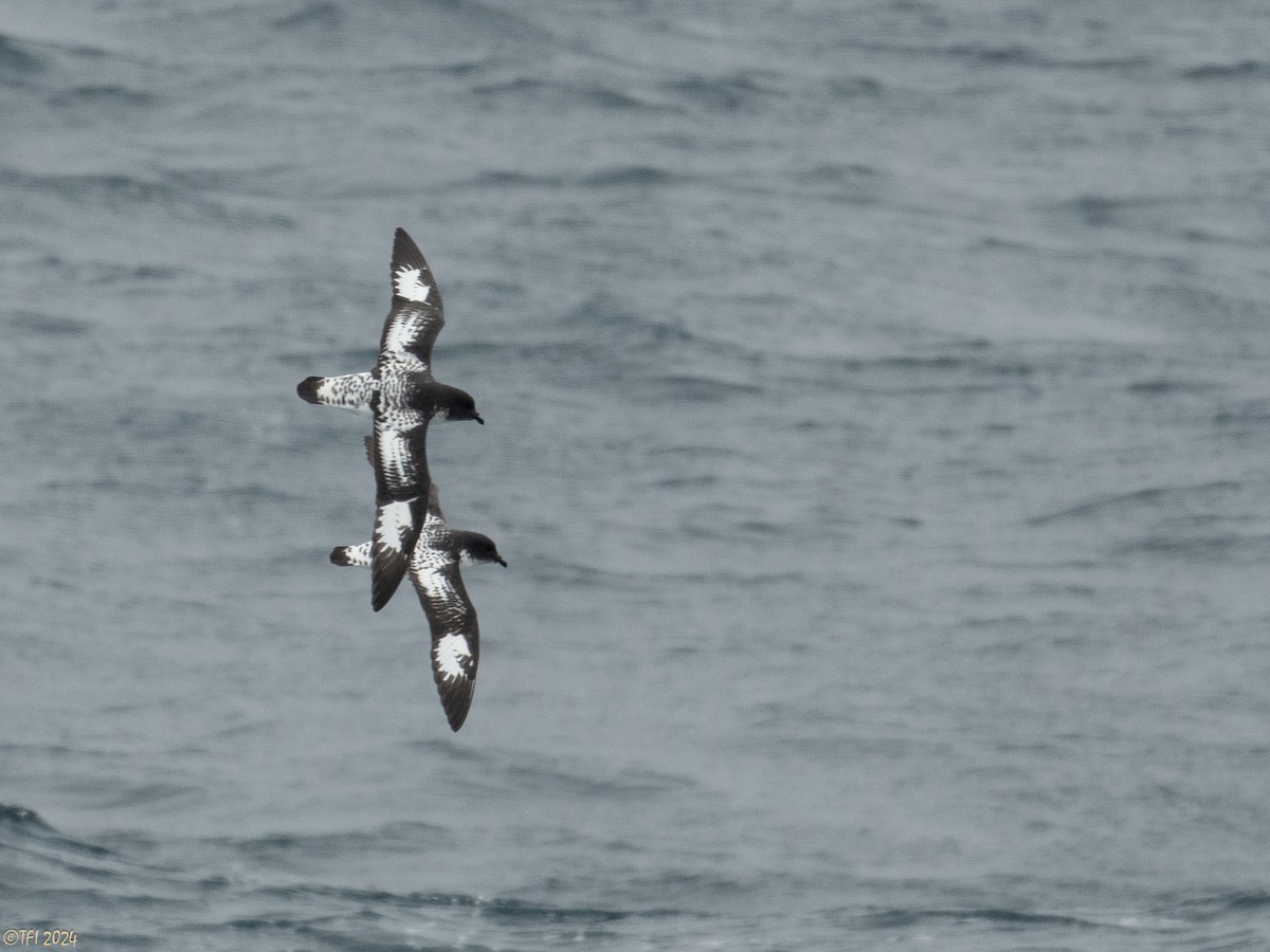 Cape Petrel (Antarctic) - ML616147527