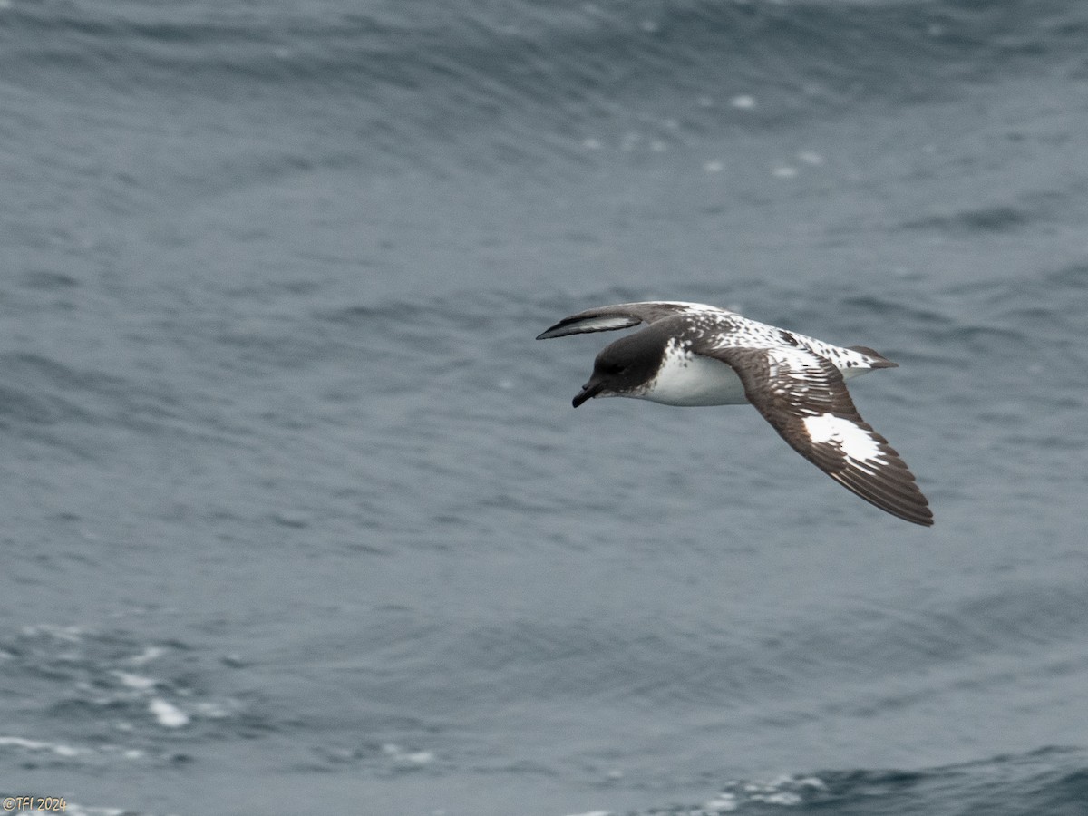 Cape Petrel (Antarctic) - ML616147537