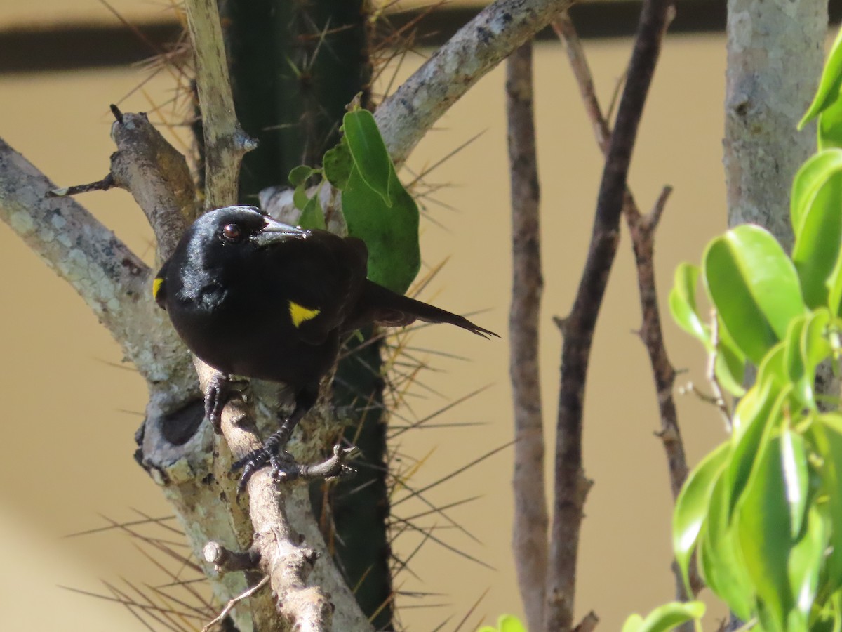 Yellow-shouldered Blackbird - Christopher Hollister