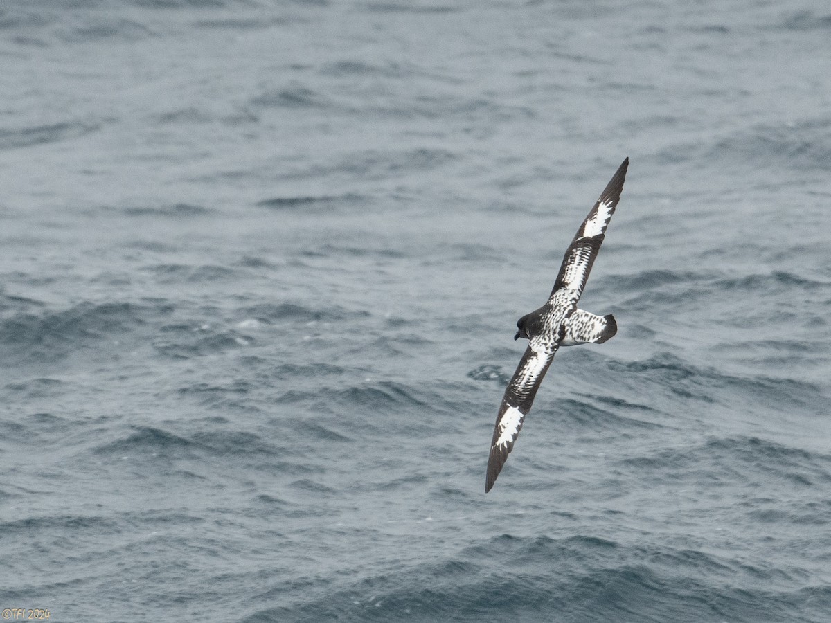 Cape Petrel (Antarctic) - ML616147547