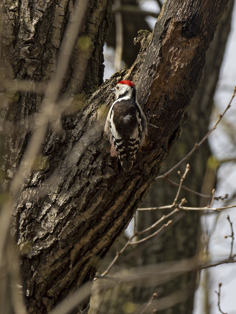Middle Spotted Woodpecker - ML616147596