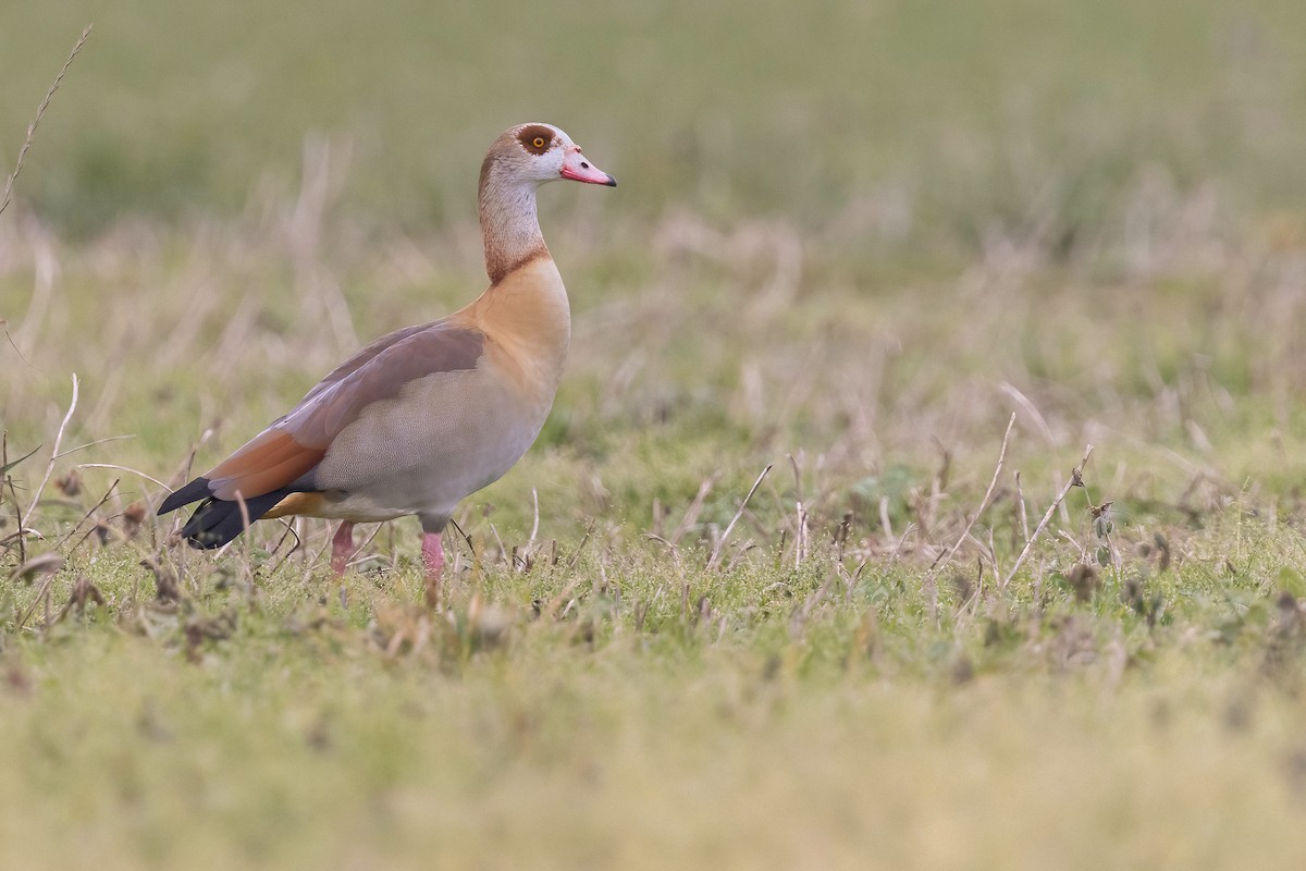 Egyptian Goose - ML616147598