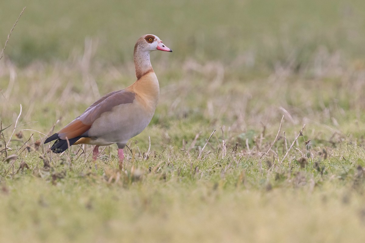 Egyptian Goose - Chris Venetz | Ornis Birding Expeditions