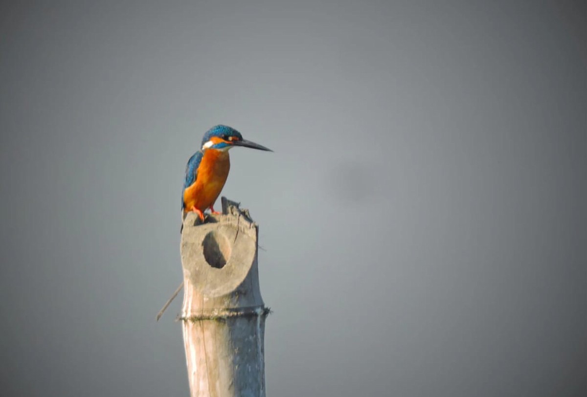 Common Kingfisher - ML616147628