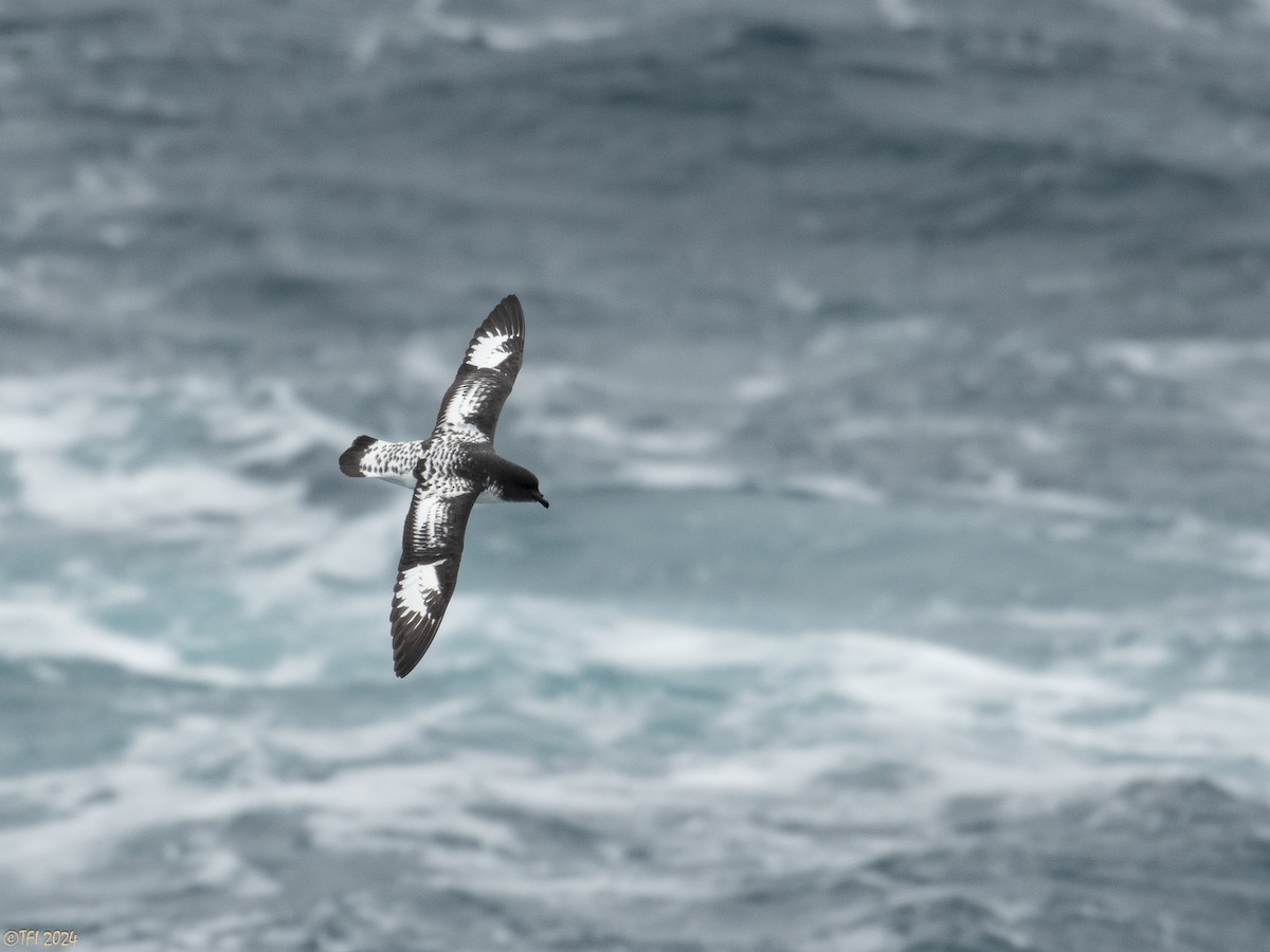 Cape Petrel (Antarctic) - ML616147640