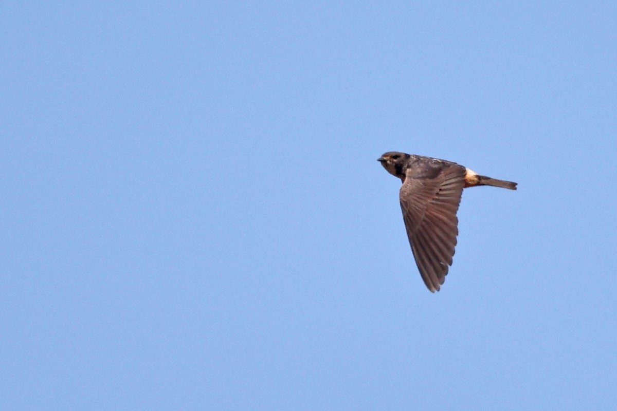 South African Swallow - ML616147648