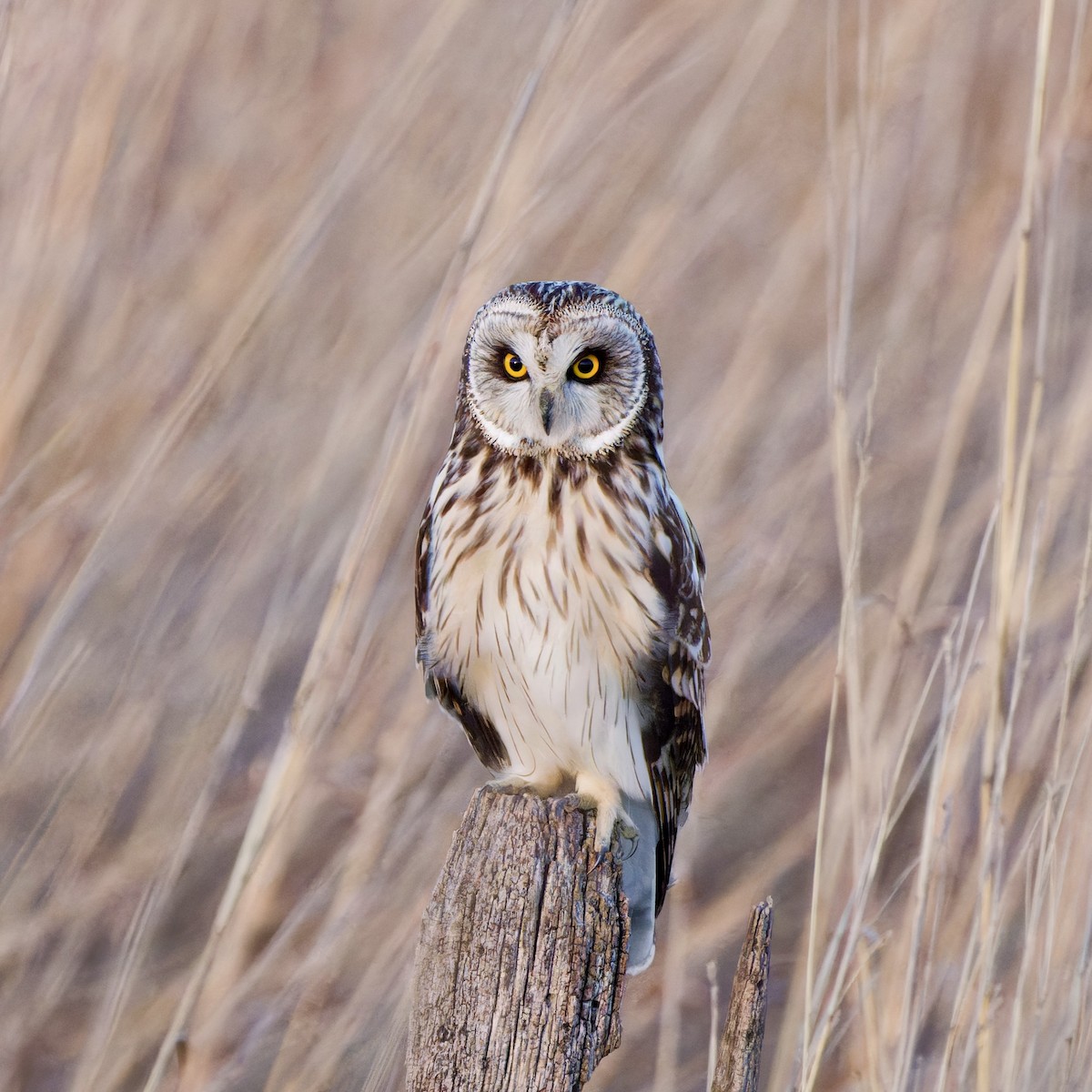 Short-eared Owl - ML616147684