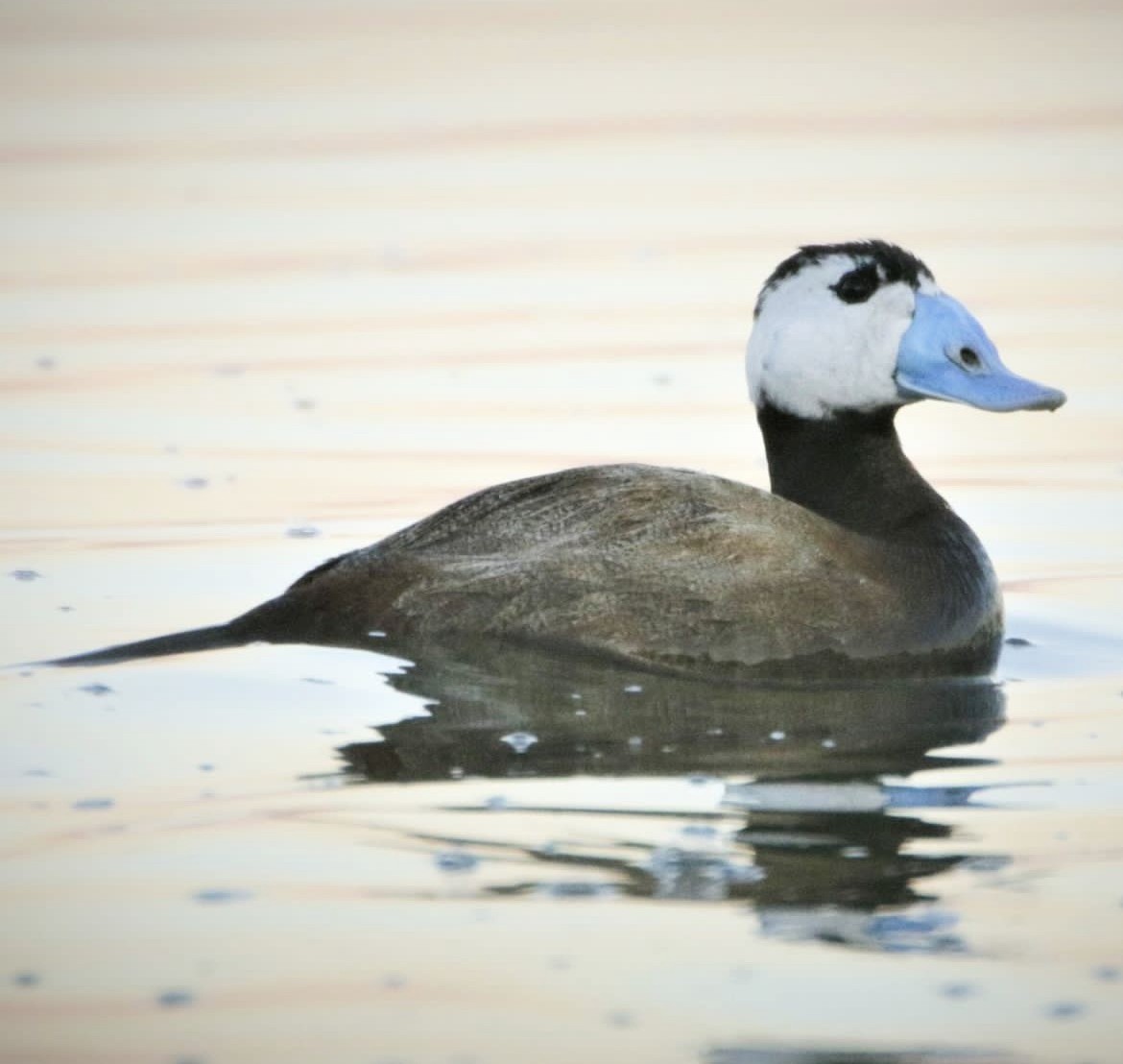 White-headed Duck - ebrahim shafizadeh