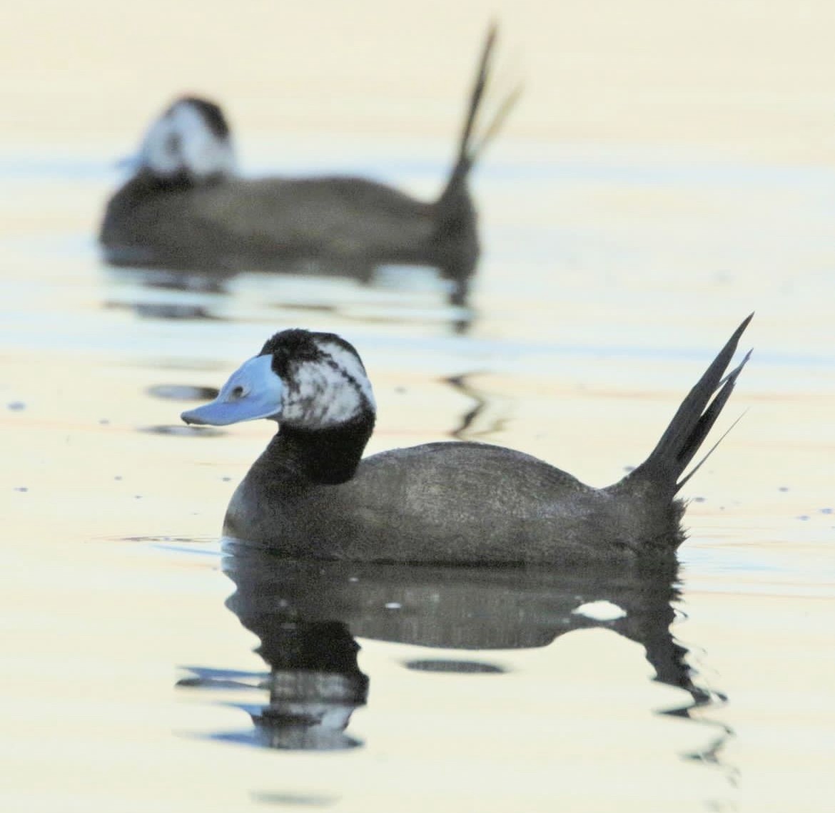 White-headed Duck - ebrahim shafizadeh