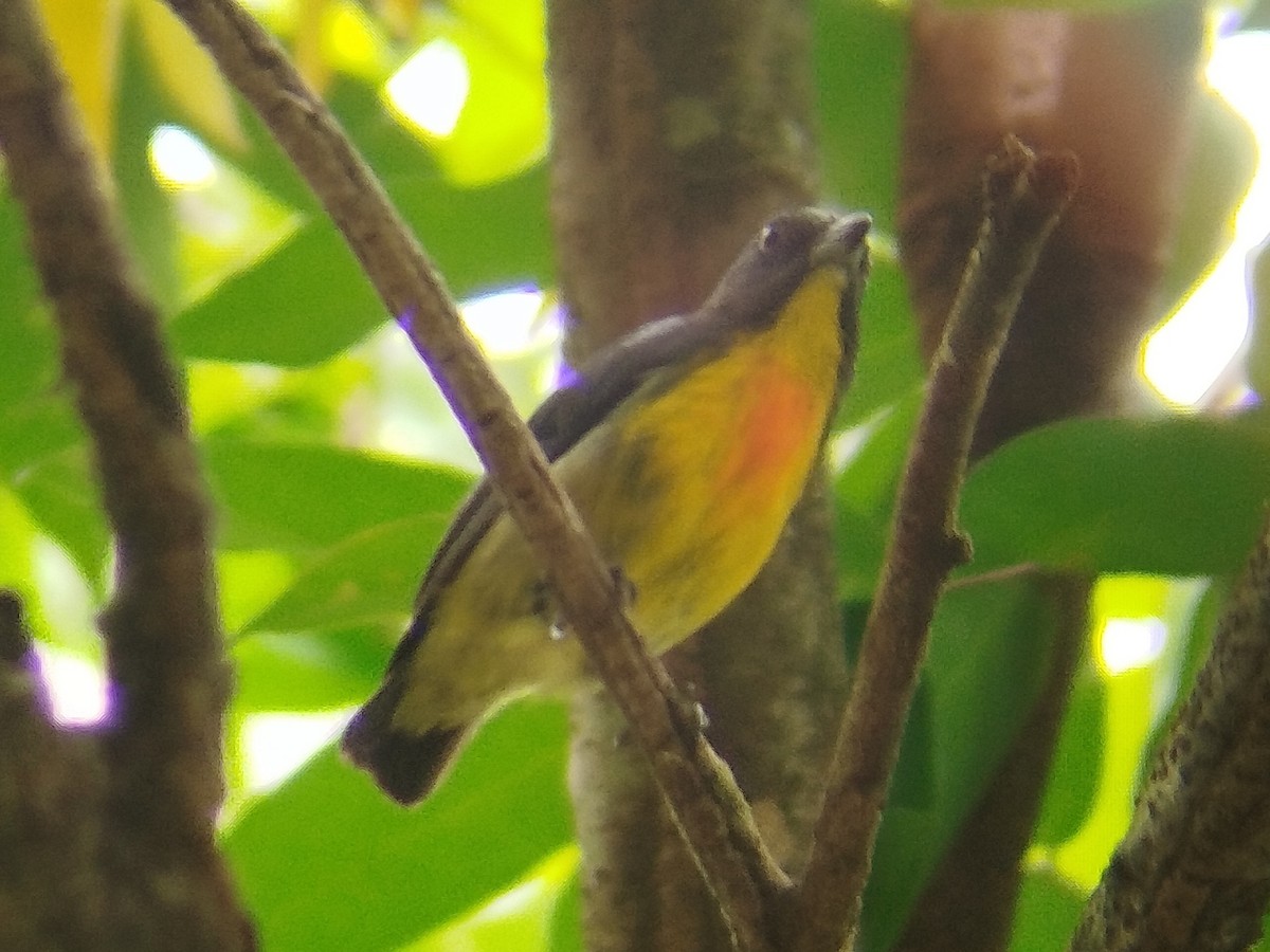 Yellow-rumped Flowerpecker - ML616147728