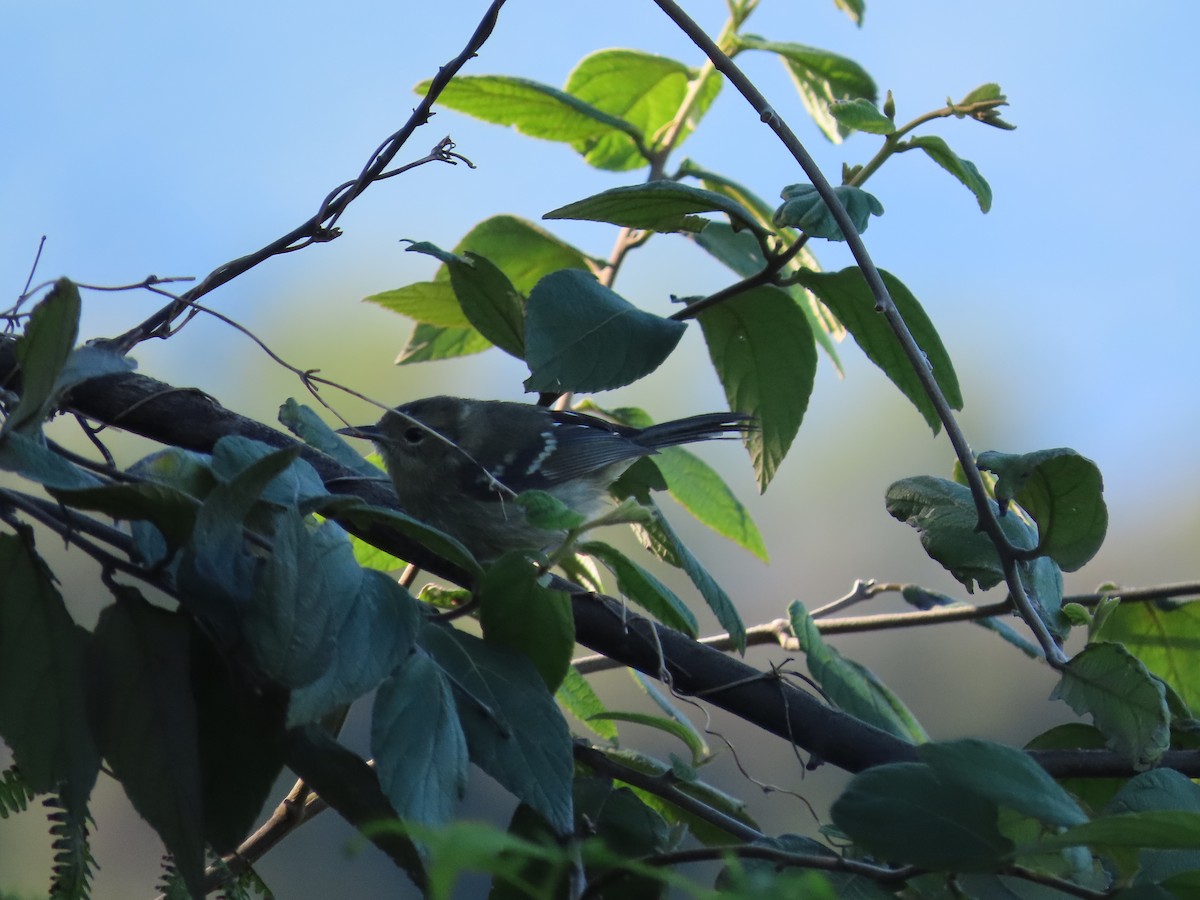 Elfin-woods Warbler - Christopher Hollister