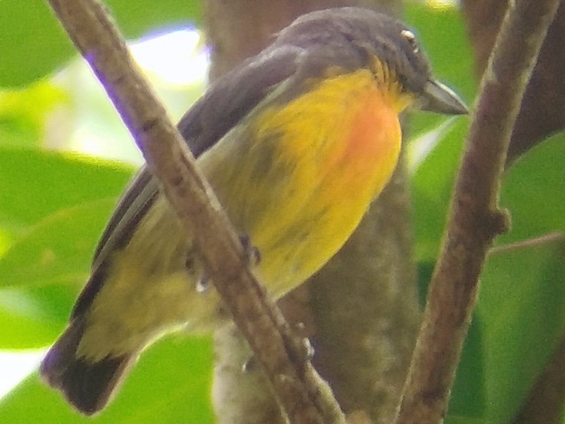 Yellow-rumped Flowerpecker - ML616147739