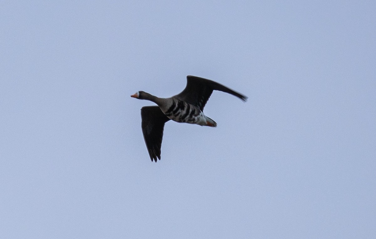 Greater White-fronted Goose - ML616147780